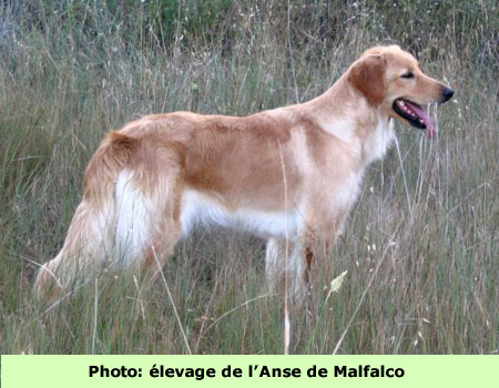 A'Maga