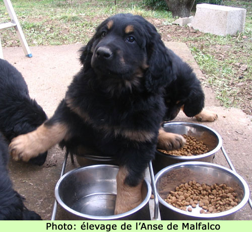 Les pieds ou plutt les pattes dans le plat!