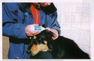 le nettoyage des oreilles. je prfre la brosse - sign: Sultane