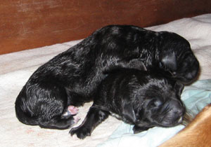chiots de quelques minutes