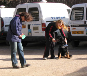 A trainer evaluates a puppy