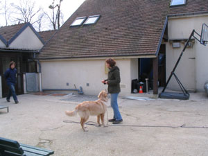 exercise on a long leash