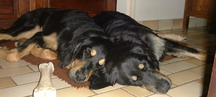 Sultane and Sonate