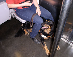 Patty under the seat