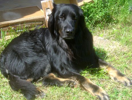 Aldo