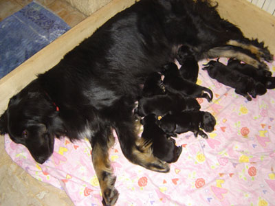 Ugane et ses chiots