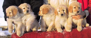 Dolly et ses frres et soeurs