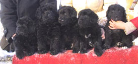 frères et soeurs de Dolly