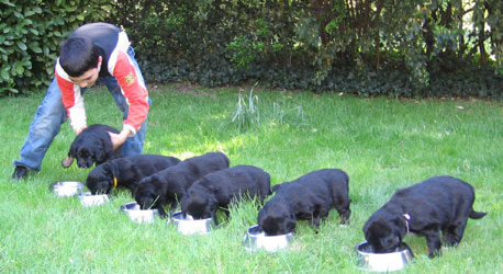 chiots de Koga