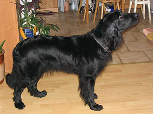 Mala Czarna