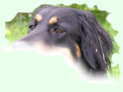 Les yeux et oreilles du hovawart