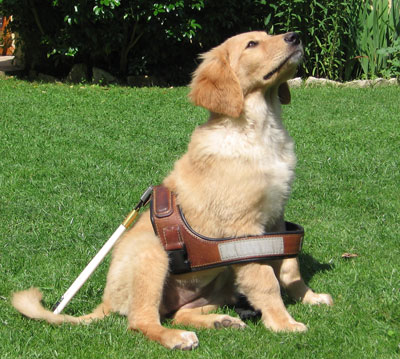 Je serai chien guide d'aveugle...