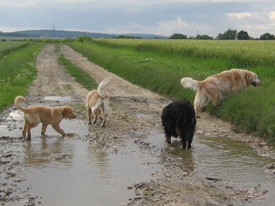 Un bain de boue, c'est bon pour la peau!