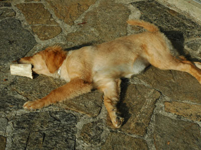 Sieste au soleil
