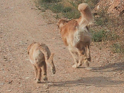Course dans la descente