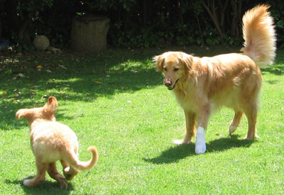 Pola et Elane jouent sur la pelouse