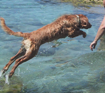 le grand saut