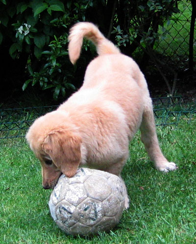 le ballon