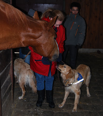 lane pas trs rassure tire la langue au cheval qui se penche