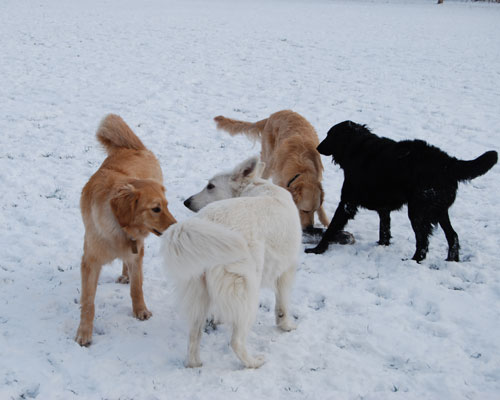 et un berger blanc inconnu s'observent