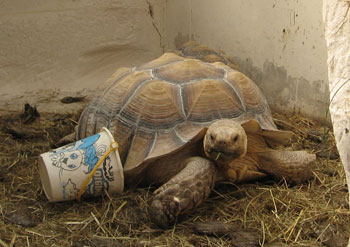 la tortue