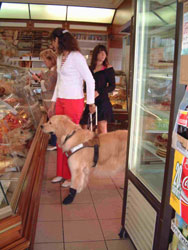 chien guide dans un magasin d'alimentation