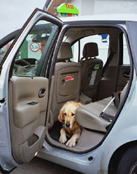 chien guide dans un taxi