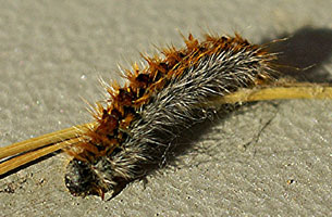 La chenille