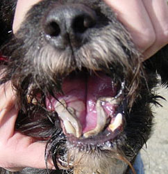 Langue de chien aprs un contact avec des chenilles
