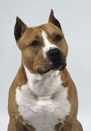 exemple d'American Staffordshire. Les oreilles sont coupes