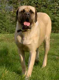 Exemple de Mastiff