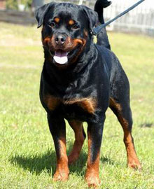Exemple de Rottweiler