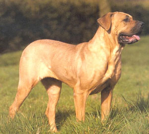 exemple de Tosa