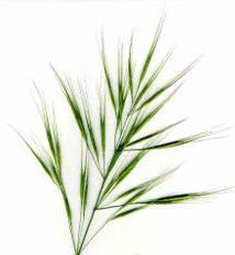exemple d'pillet