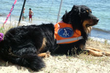 Patty avec son dossard de chien guide surveille sa matresse
