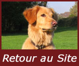 Retour au site: Hovawarts chiens guides
