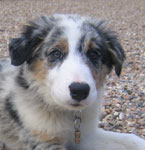 Apache, border collie
