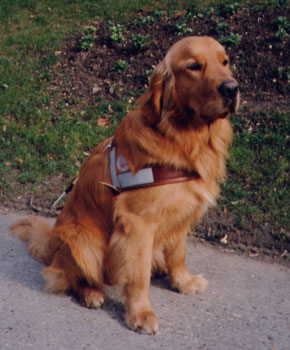 Loxley, un chien guide qui s'est dcouvert une nouvelle vocation